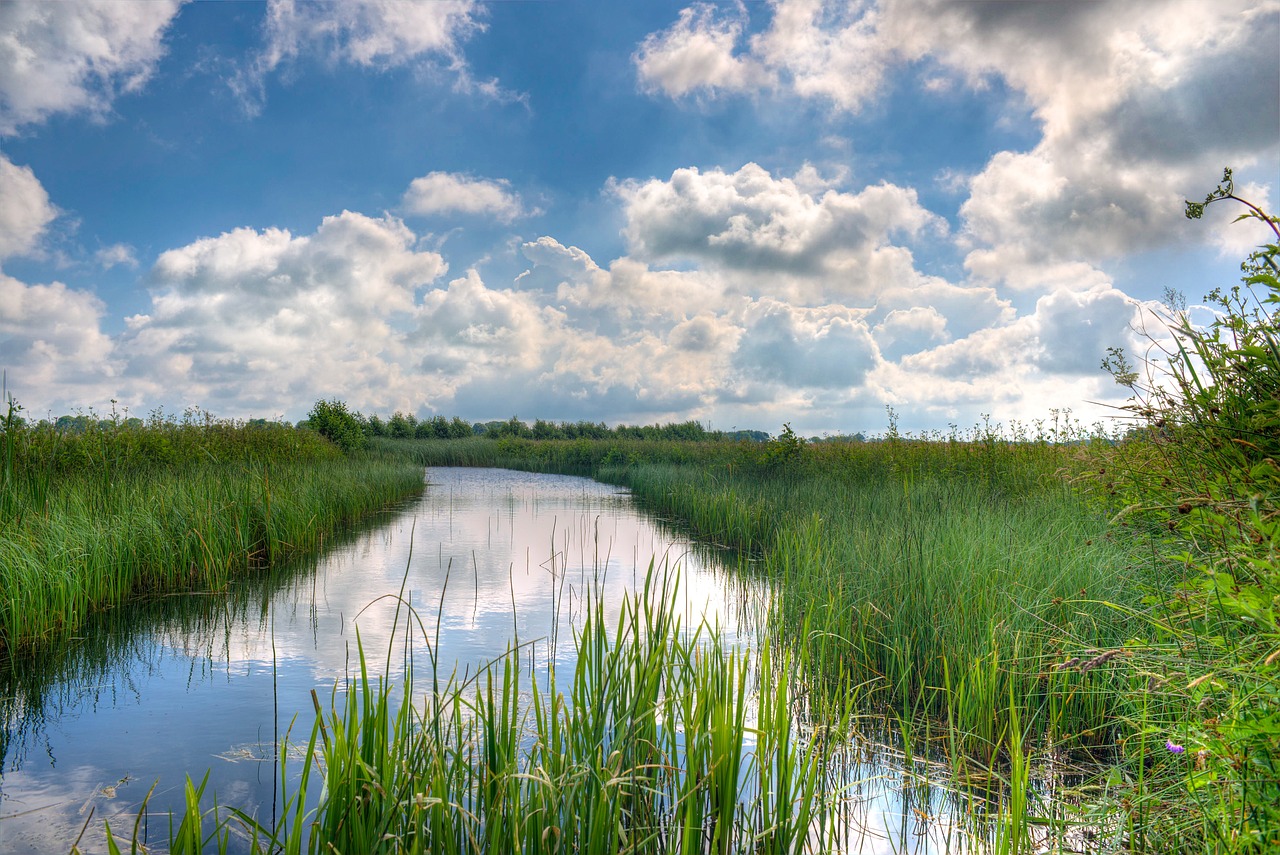 How to Create an Eco-Friendly Oasis in Your Backyard